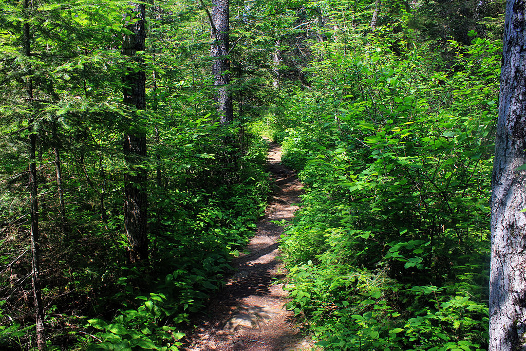 Good forest trail